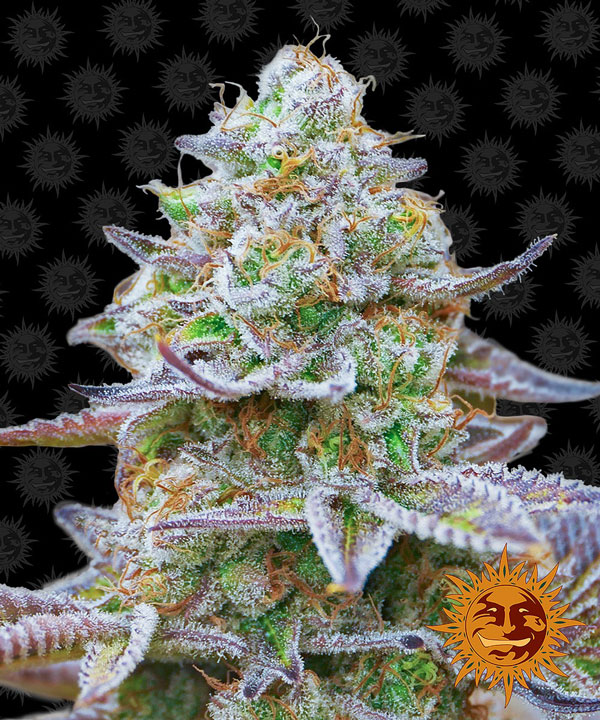 Zkittlez Barneys Farm Seeds satılık