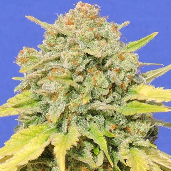 Zkittlez Marijuana Seeds for Sale