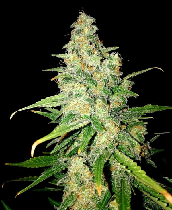 Zkittlez Seedsman Seeds Satılık Konut