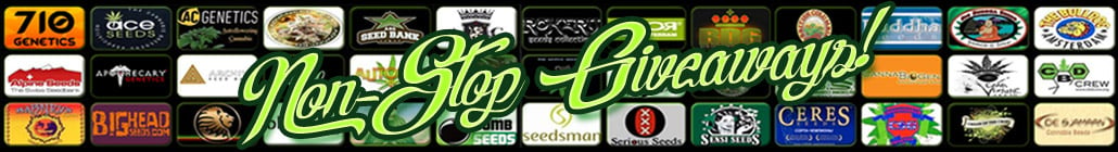 Non-Stop Cannabis Seed 경품 행사!