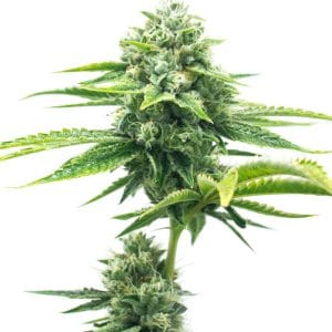 Afghan Kush x Super Skunk