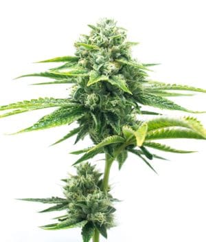 Afghan Kush x Super Skunk