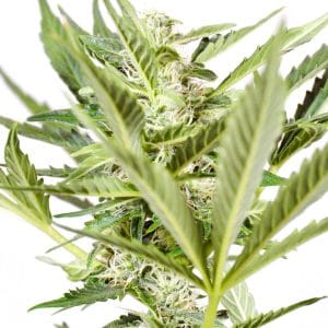 AK 47