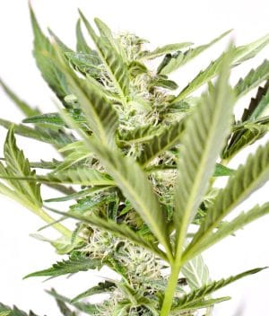 AK 47