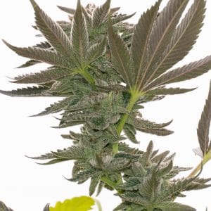 Alien Gorilla Glue