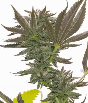 Alien Gorilla Glue