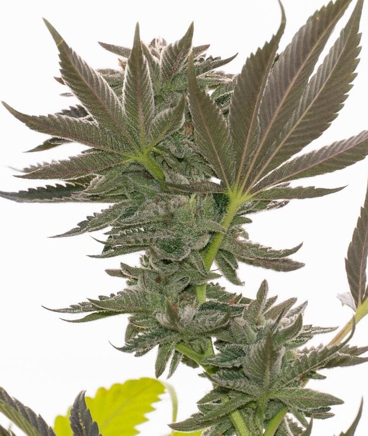 alien_gorilla_glue.jpg
