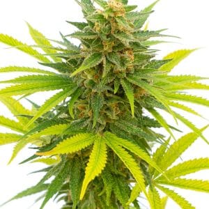 Alien OG Kush