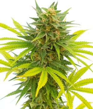 Alien OG Kush