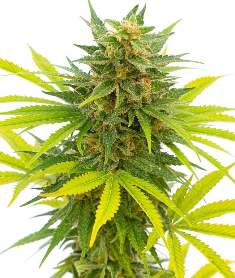 alien_og_kush-1.jpg