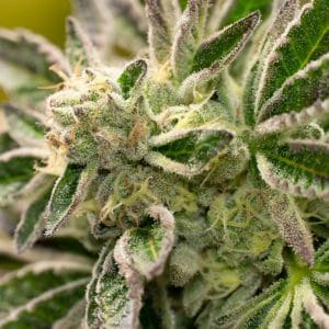 Big Devil Auto