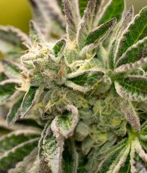 Big Devil Auto