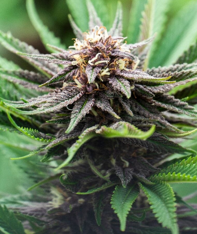 black_demon_og.jpg