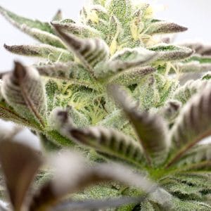 Black Domina