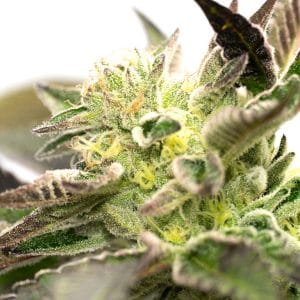 Black Jack Auto