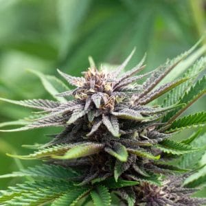 Blackberry Kush