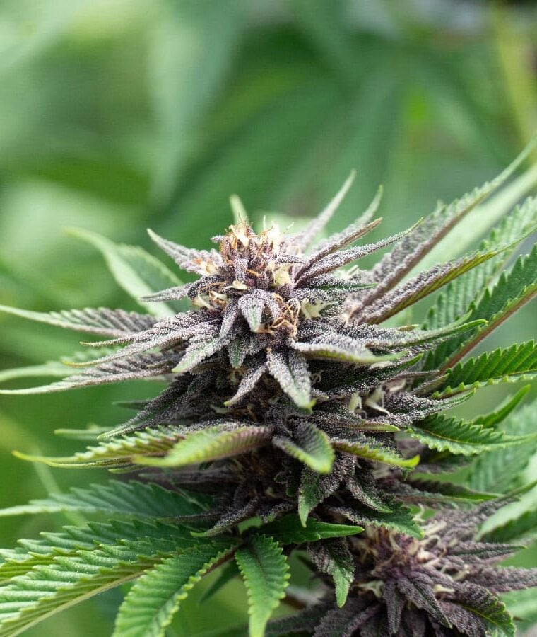 blackberry_kush.jpg