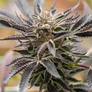 Blue Amnesia Auto