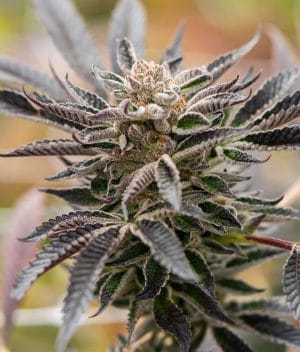 Blue Amnesia Auto