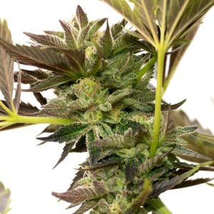 Blue Cheese