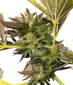 Blue Cheese