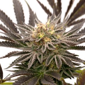 Blue Cheese Auto