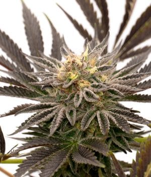 Blue Cheese Auto