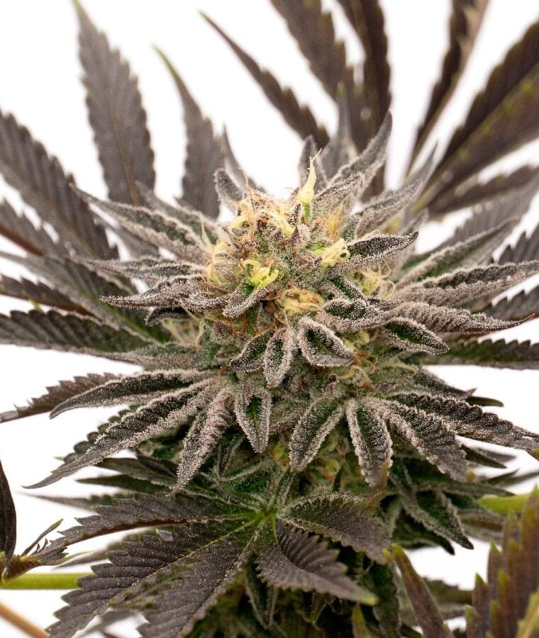 blue_cheese_auto.jpg