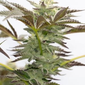 Blue Dream