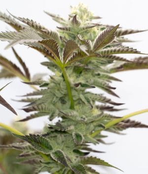 Blue Dream