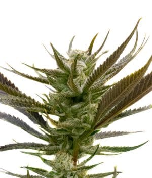 Blue Headband