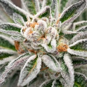 Blue OG