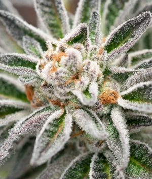 Blue OG