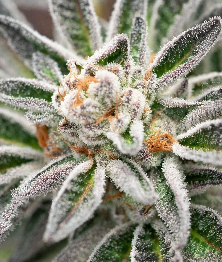 blue_og.jpg