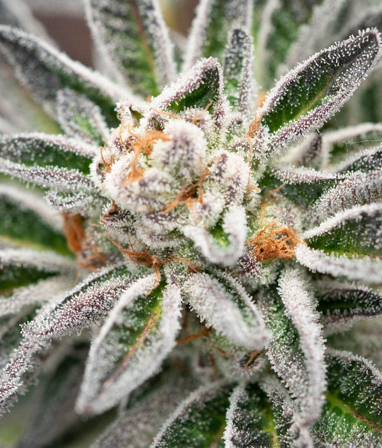 blue_og.jpg