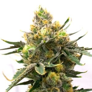 Blueberry Autoflower