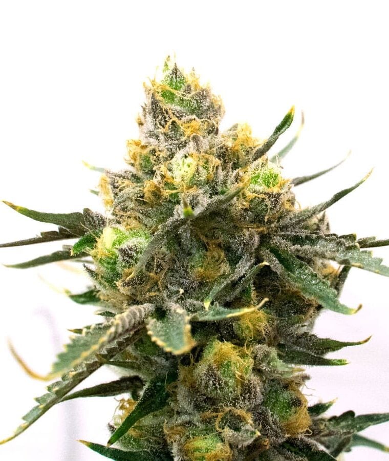 blueberry_auto.jpg