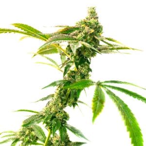 Candy Kush