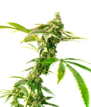 Candy Kush