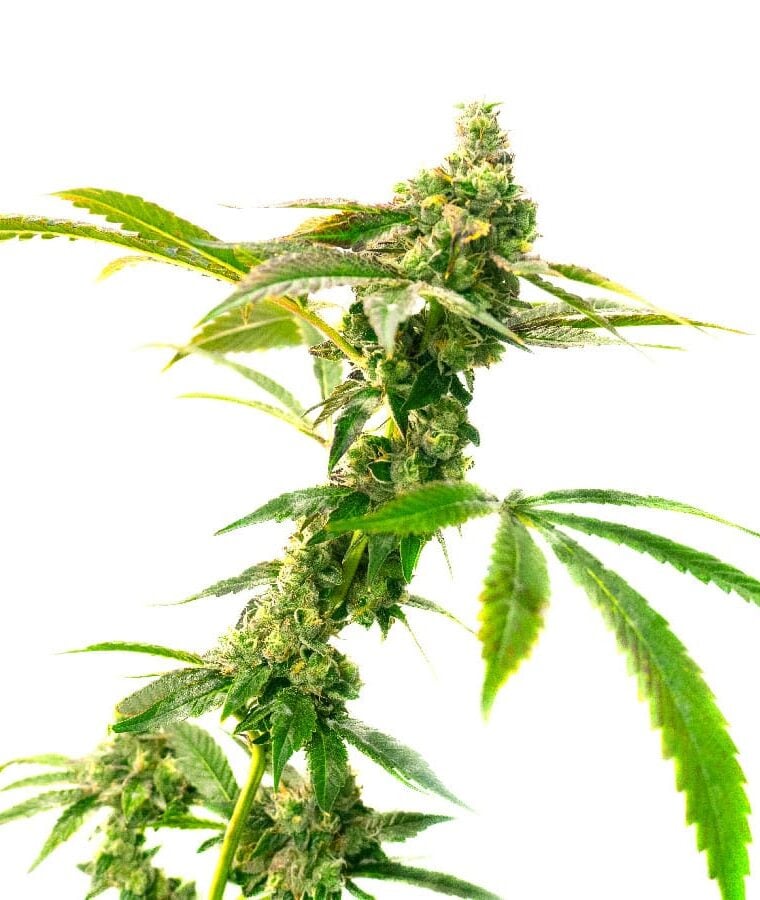 candy_kush.jpg