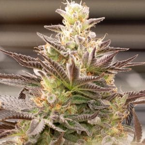 Candyland Peyote