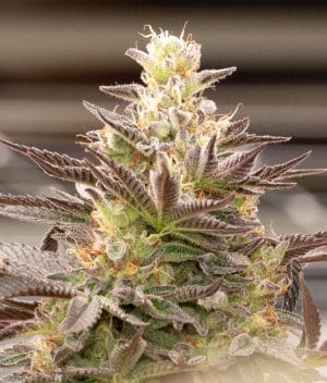 Candyland Peyote