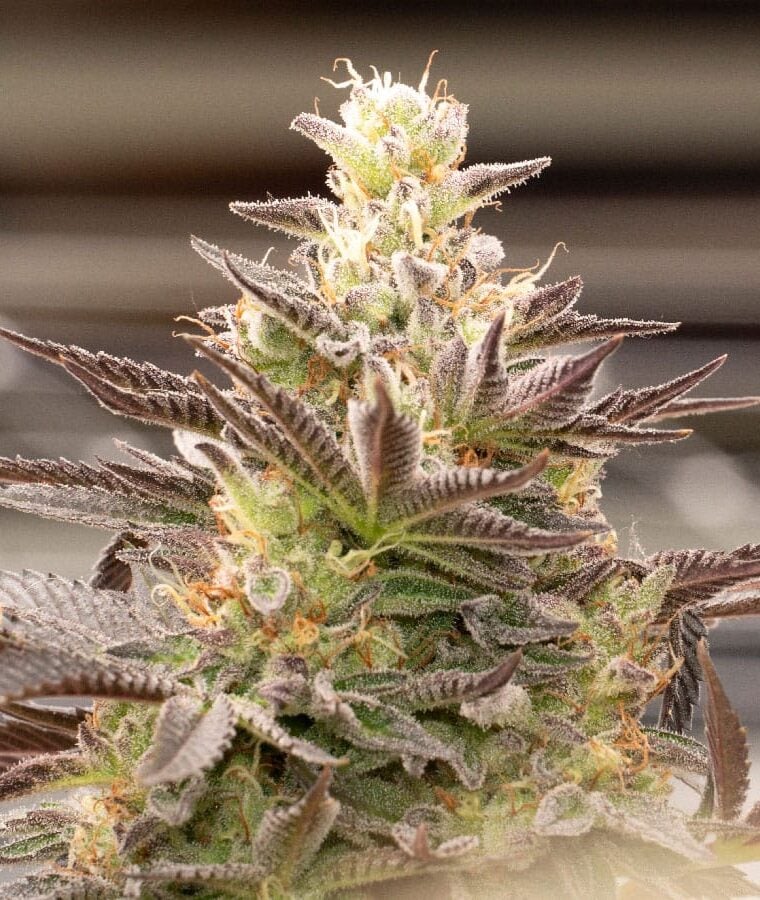 candyland_peyote.jpg