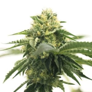 CBD ACDC
