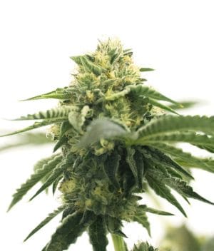 CBD ACDC