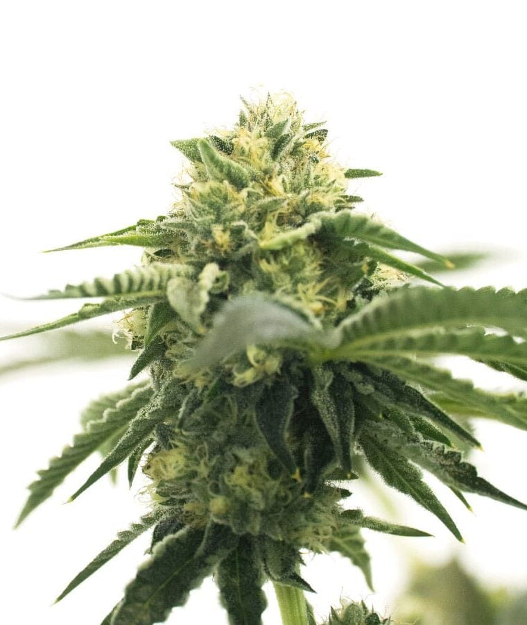 cbd_acdc_autoflower.jpg