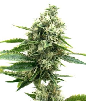 CBD1-CA Ratio (1:20) (CBD: 20% THC: <1%)