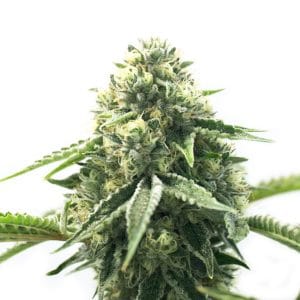 CBD Cheese Autoflower