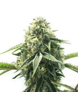 CBD Cheese Autoflower