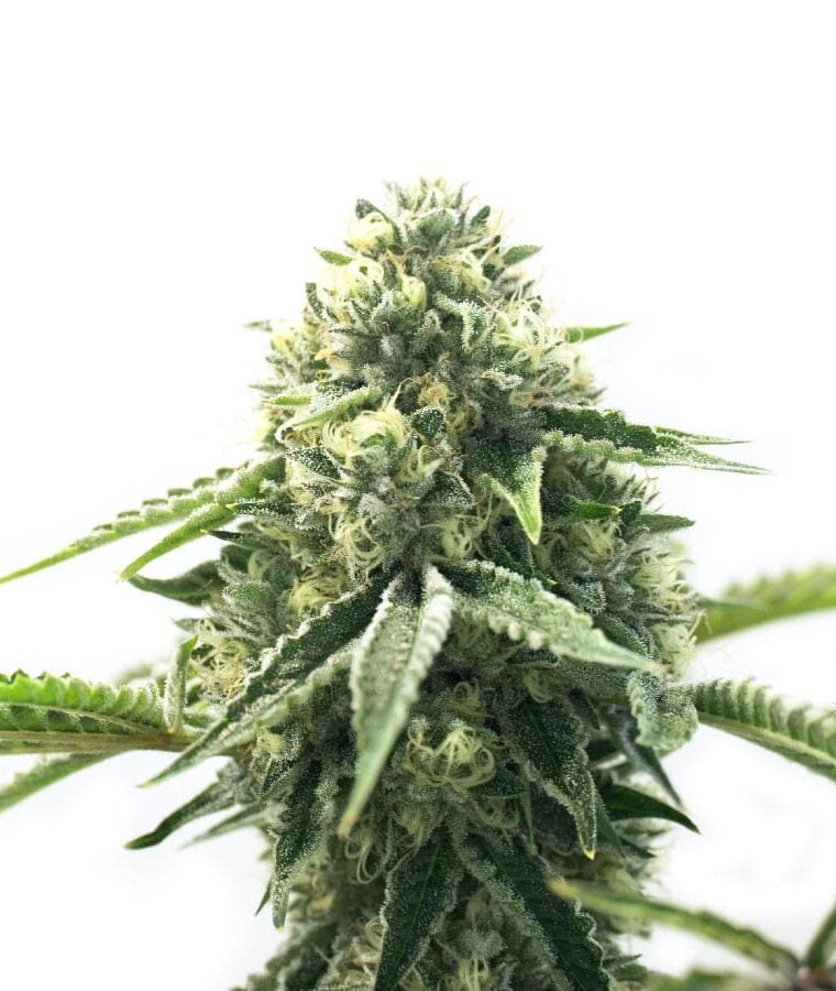 cbd_cheese_auto.jpg